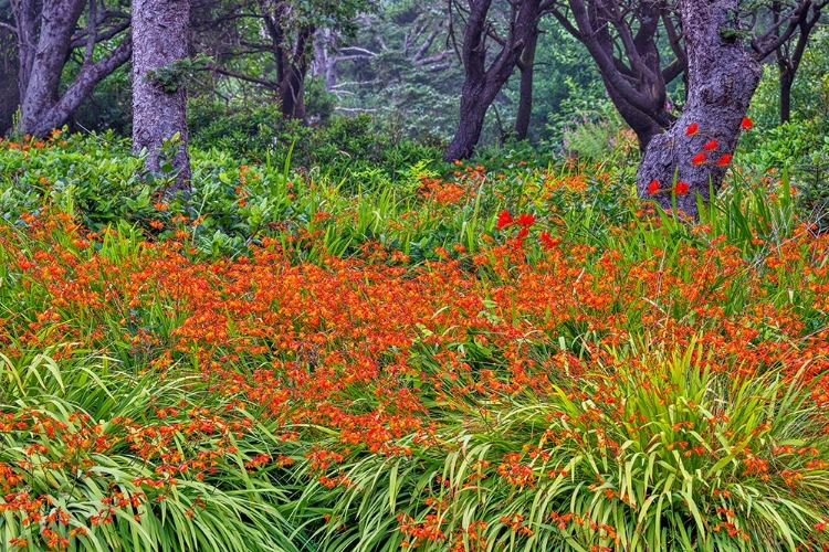 Picture of USA-OREGON-YACHATS PLANTINGS