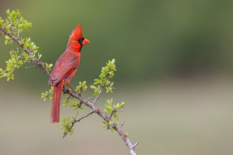 Picture of MALE NORTHERN CARDINAL RIO GRANDE VALLEY-TEXAS