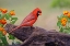 Picture of MALE CARDINAL AND FLOWERS-RIO GRANDE VALLEY-TEXAS