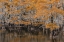 Picture of BALD CYPRESS TREE DRAPED IN SPANISH MOSS WITH FALL COLORS CADDO LAKE STATE PARK-UNCERTAIN-TEXAS