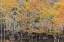 Picture of BALD CYPRESS TREE DRAPED IN SPANISH MOSS WITH FALL COLORS CADDO LAKE STATE PARK-UNCERTAIN-TEXAS