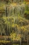 Picture of BALD CYPRESS TREE DRAPED IN SPANISH MOSS WITH FALL COLORS CADDO LAKE STATE PARK-UNCERTAIN-TEXAS