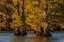 Picture of BALD CYPRESS TREES IN AUTUMN COLORS AT SUNSET CADDO LAKE-UNCERTAIN-TEXAS