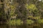 Picture of CYPRESS TREES AND SPANISH MOSS LINING SHORELINE OF CADDO LAKE-UNCERTAIN-TEXAS