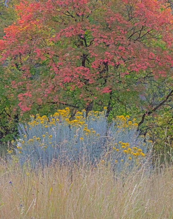 Picture of USA-UTAH-EAST OF LOGAN ON HIGHWAY 89 FALL COLOR CANYON MAPLE AND RABBIT BUSH