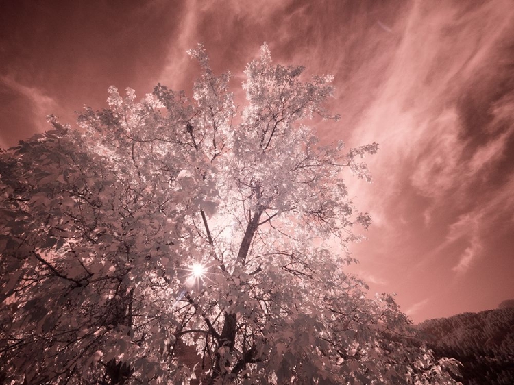 Picture of USA-UTAH-INFRARED OF THE LOGAN PASS AREA