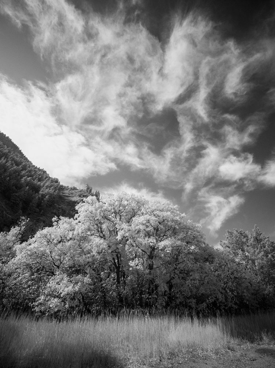 Picture of USA-UTAH-INFRARED OF THE LOGAN PASS AREA AND LONE TREE