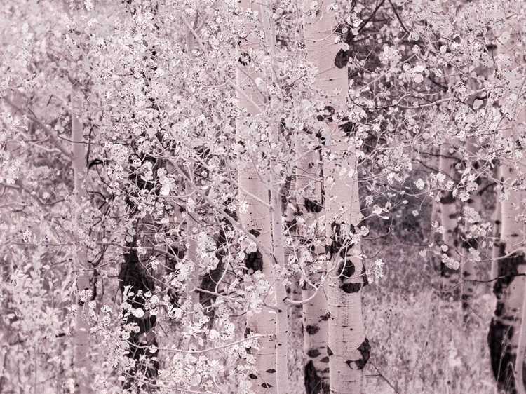 Picture of USA-UTAH-ASPEN GROVE IN INFRARED OF THE LOGAN PASS AREA