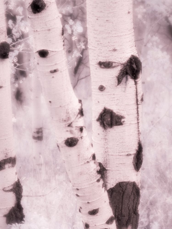 Picture of USA-UTAH-ASPEN GROVE IN INFRARED OF THE LOGAN PASS AREA