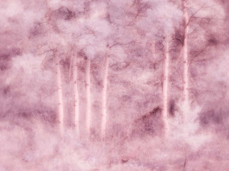 Picture of USA-UTAH-ASPEN GROVE IN INFRARED OF THE LOGAN PASS AREA