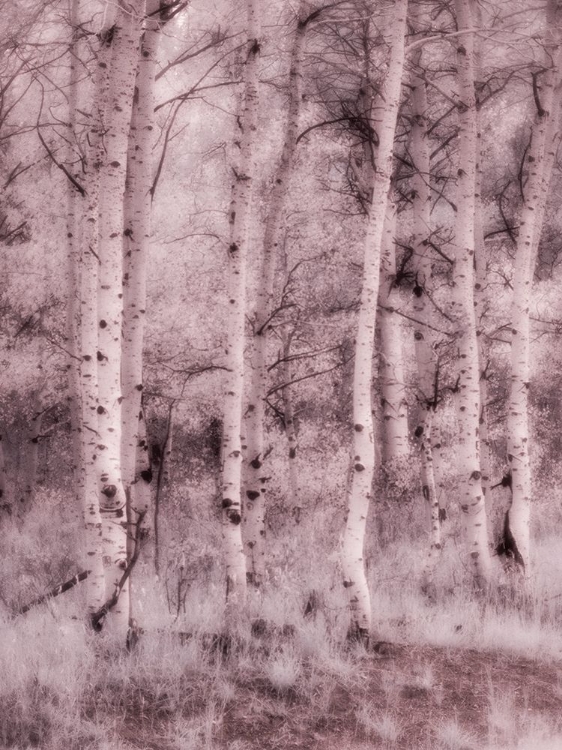 Picture of USA-UTAH-ASPEN GROVE IN INFRARED OF THE LOGAN PASS AREA