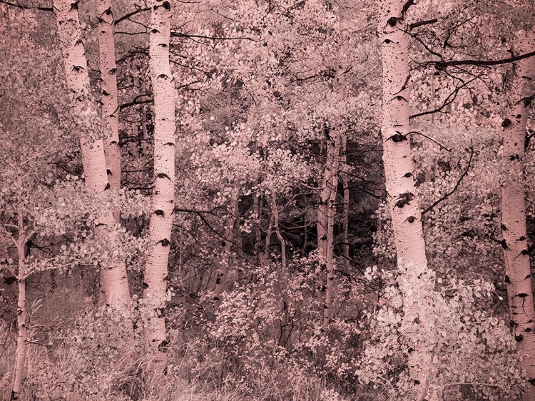 Picture of USA-UTAH-ASPEN GROVE IN INFRARED OF THE LOGAN PASS AREA