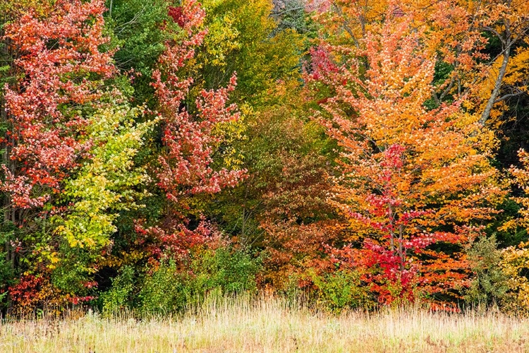 Picture of USA-VERMONT-MORRISVILLE LYLE MCKEE ROAD-FALL FOLIAGE