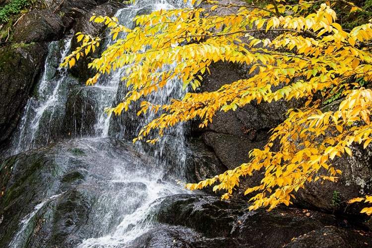 Picture of USA-VERMONT-FALL FOLIAGE IN MAD RIVER VALLEY ALONG TRAIL TO WARREN FALLS