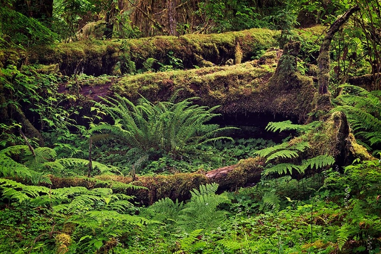 Picture of BIG LEAF MAPLE TREE DRAPED WITH CLUB MOSS-HOH RAINFOREST-OLYMPIC NATIONAL PARK-WASHINGTON STATE