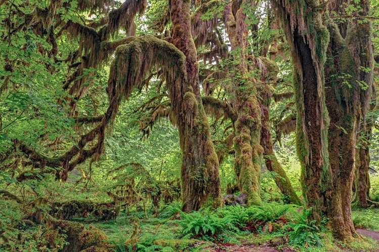 Picture of BIG LEAF MAPLE TREE DRAPED WITH CLUB MOSS-HOH RAINFOREST-OLYMPIC NATIONAL PARK-WASHINGTON STATE