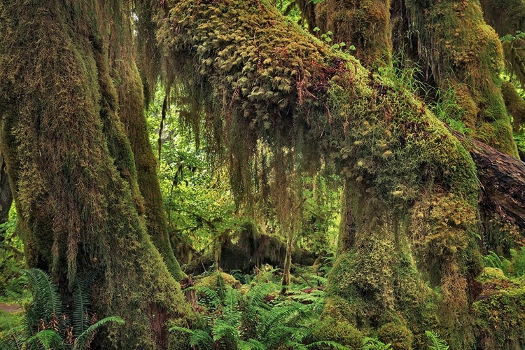 Picture of BIG LEAF MAPLE TREE DRAPED WITH CLUB MOSS-HOH RAINFOREST-OLYMPIC NATIONAL PARK-WASHINGTON STATE