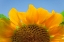 Picture of USA-WASHINGTON STATE-SEABECK SUNFLOWER BLOSSOM CLOSE-UP