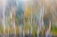 Picture of USA-WASHINGTON STATE-SEABECK ALDER FOREST ABSTRACT