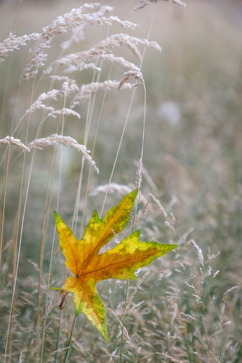 Picture of USA-WASHINGTON STATE-SEABECK AUTUMN BIGLEAF MAPLE LEAF CAUGHT IN GRASSES