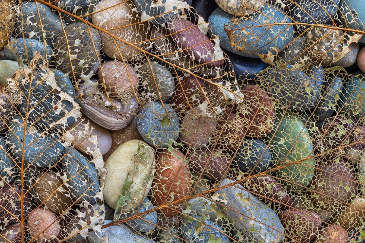 Picture of USA-WASHINGTON STATE-SEABECK SKELETONIZED LEAF ON BEACH ROCKS