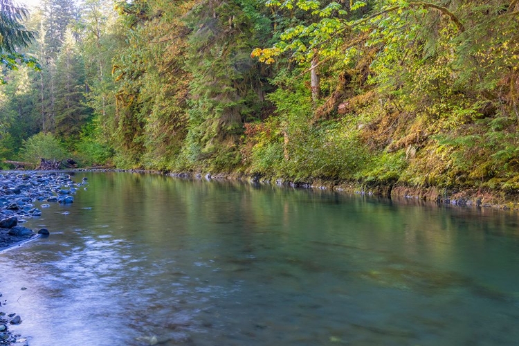 Picture of USA-WASHINGTON STATE-OLYMPIC NATIONAL FOREST DUCKABUSH RIVER LANDSCAPE