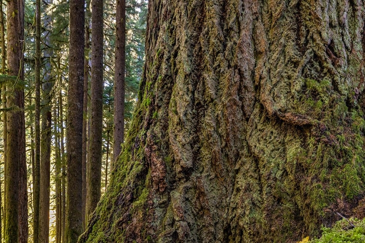 Picture of USA-WASHINGTON STATE-OLYMPIC NATIONAL PARK CLOSE-UP OF TRUNK OF OLD GROWTH DOUGLAS FIR TREE