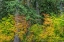 Picture of USA-WASHINGTON STATE-OLYMPIC NATIONAL PARK VINE MAPLE TREES IN OLD GROWTH FOREST IN AUTUMN