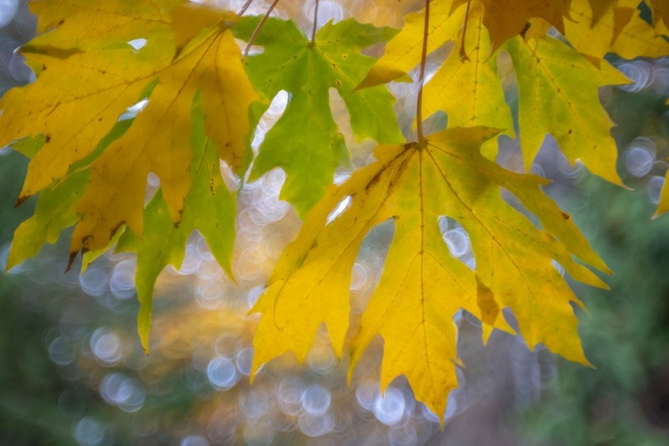 Picture of USA-WASHINGTON STATE-SEABECK BIGLEAF MAPLE LEAVES CLOSE-UP IN AUTUMN