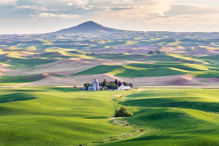 Picture of FARMINGTON-WASHINGTON STATE-USA-WHEAT FARMS IN FRONT OF STEPTOE BUTTE IN THE PALOUSE HILLS