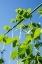 Picture of MAPLE VALLEY-WASHINGTON STATE-USA GOOD MOTHER STALLARD HEIRLOOM POLE GREEN BEANS