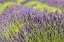 Picture of SAN JUAN ISLAND-WASHINGTON STATE-USA PELINDABA LAVENDER FARM