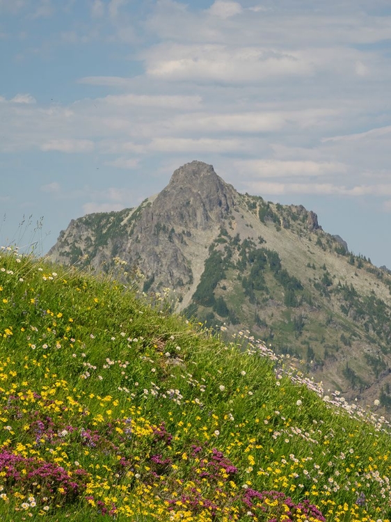 Picture of WASHINGTON STATE-CENTRAL CASCADES-RAMPART RIDGE-ALTA MOUNTAIN AND WILDFLOWERS