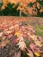 Picture of WASHINGTON STATE-AUTUMN MAPLE LEAVES