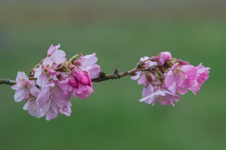 Picture of WASHINGTON STATE-BELLEVUE CHERRY BLOSSOMS