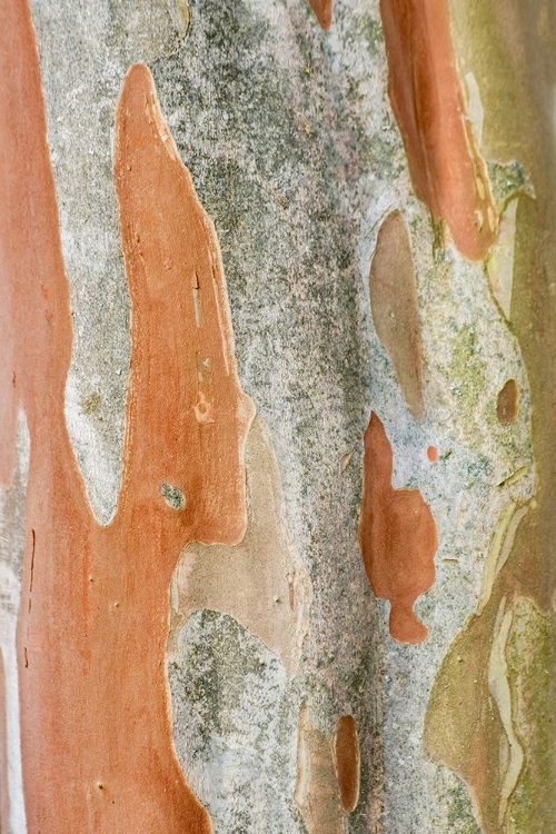 Picture of WASHINGTON STATE-BELLEVUE CRAPE MYRTLE TRUNK