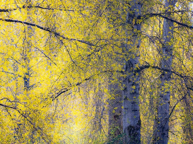 Picture of USA-WASHINGTON STATE-FALL CITY COTTONWOODS JUST BUDDING OUT IN THE SPRING ALONG THE SNOQUALMIE RIVER