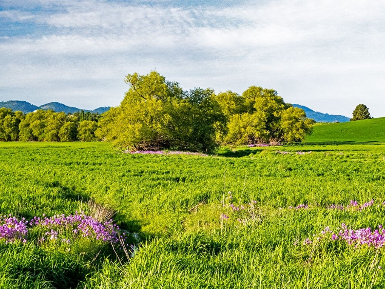 Picture of USA-WASHINGTON STATE-PALOUSE WHEAT FIELDS AND DOLLAR PLANT IN BLOOM NEAR PULMAN