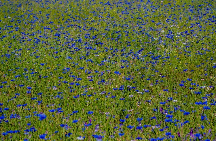 Picture of USA-WASHINGTON STATE-PALOUSE AND FIELD OF BLUE BACHELOR BUTTONS FLOWERING