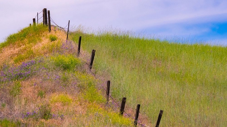 Picture of USA-WASHINGTON STATE-PALOUSE FENCE LINE NEAR WINONA WITH VETCH AND GRASSES