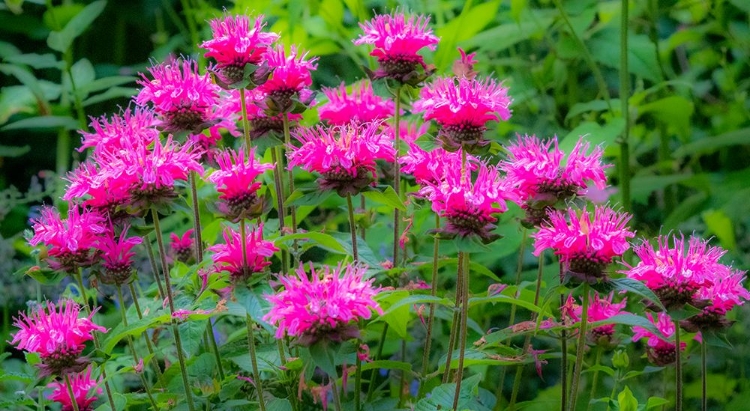 Picture of USA-WASHINGTON STATE-SAMMAMISH AND OUR GARDEN WITH PINK BEE BALM