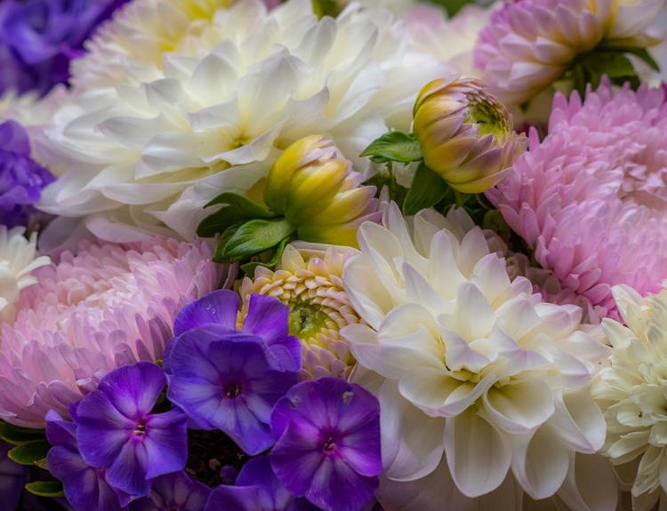 Picture of USA-WASHINGTON STATE-PACIFIC NORTHWEST SAMMAMISH DAHLIA FLOWERS IN BLOOM