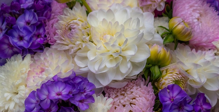 Picture of USA-WASHINGTON STATE-PACIFIC NORTHWEST SAMMAMISH DAHLIA FLOWERS IN BLOOM