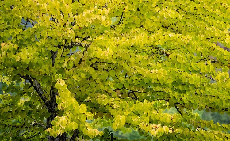 Picture of USA-WASHINGTON STATE-BELLEVUE GINKGO TREE IN AUTUMN COLORS