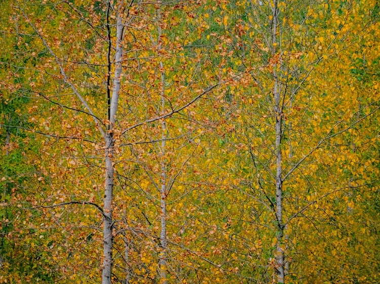 Picture of USA-WASHINGTON STATE-PRESTON AND COTTONWOOD TREES IN FALL COLORS