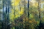 Picture of USA-WASHINGTON STATE-PRESTON WITH COTTONWOODS IN FALL COLOR