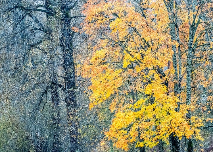 Picture of USA-WASHINGTON STATE-PRESTON-COTTONWOODS AND BIG LEAF MAPLE TREES IN FALL COLORS