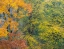 Picture of USA-WASHINGTON STATE-EASTON AND FALL COLORS ON BIG LEAF MAPLE AND VINE MAPLE