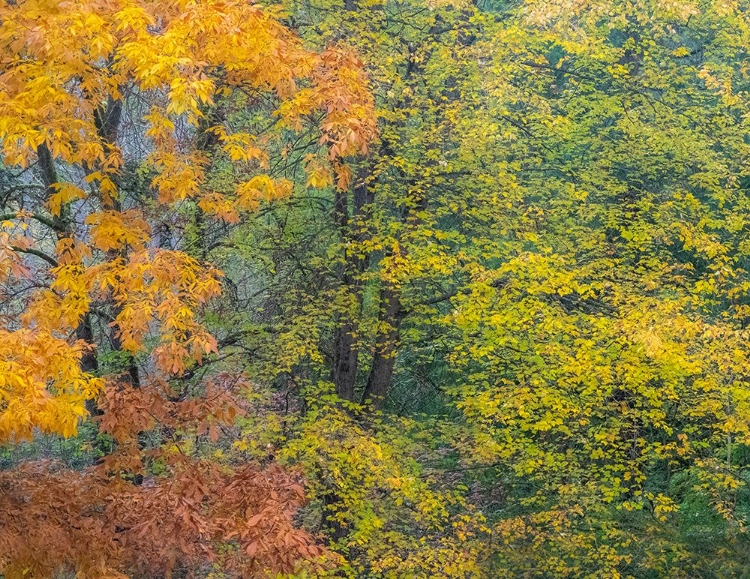 Picture of USA-WASHINGTON STATE-EASTON AND FALL COLORS ON BIG LEAF MAPLE AND VINE MAPLE