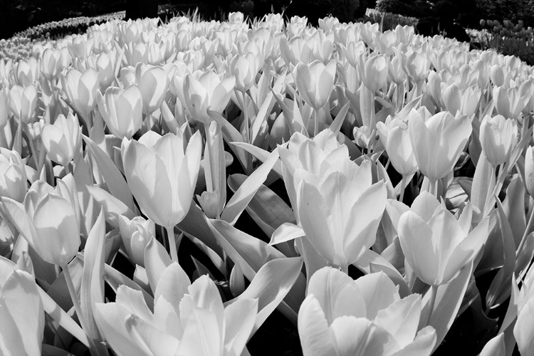 Picture of USA-WASHINGTON STATE-SKAGIT VALLEY-LOW ANGLE OF TULIP MASS